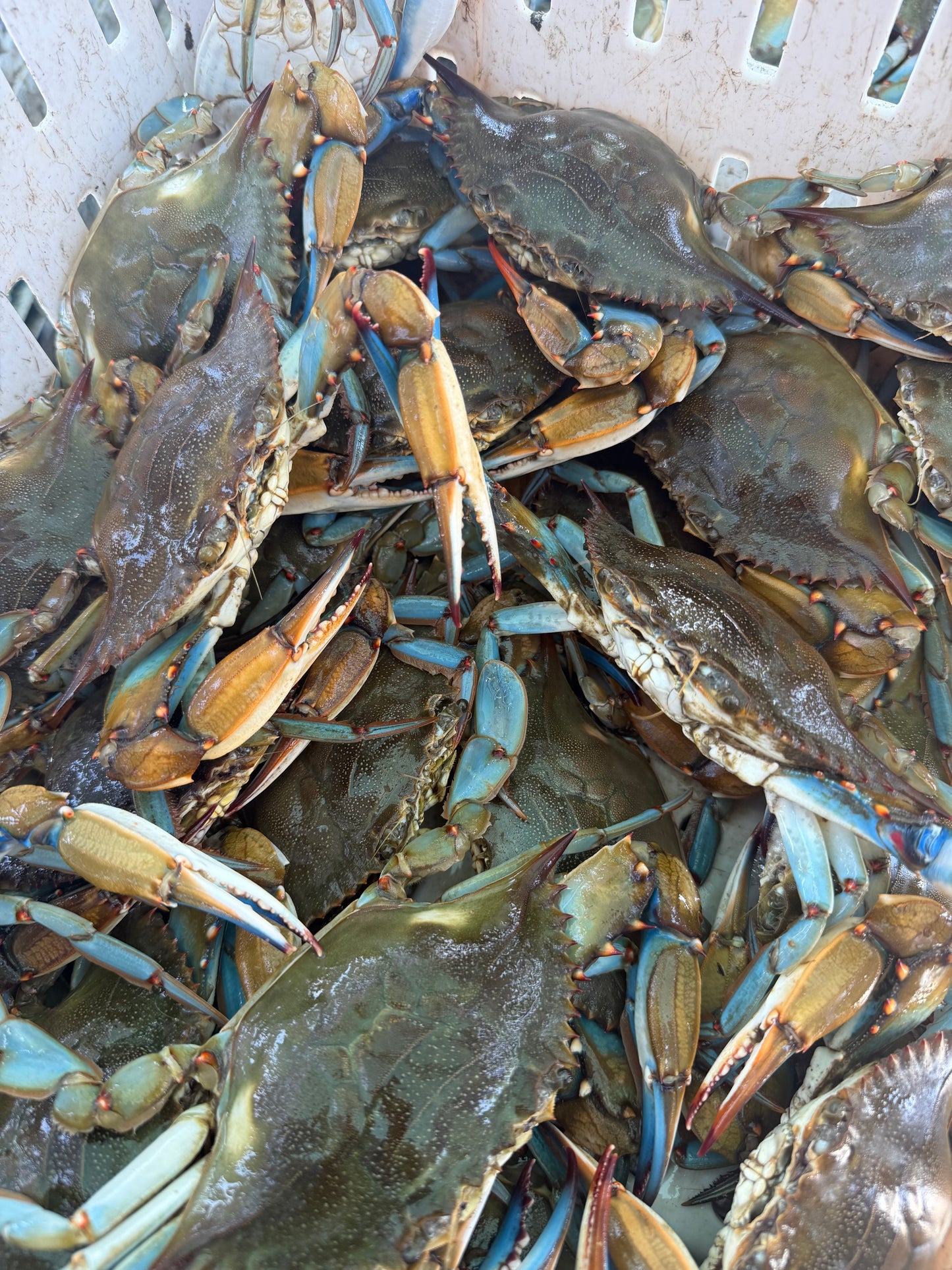 medium blue crabs (box)