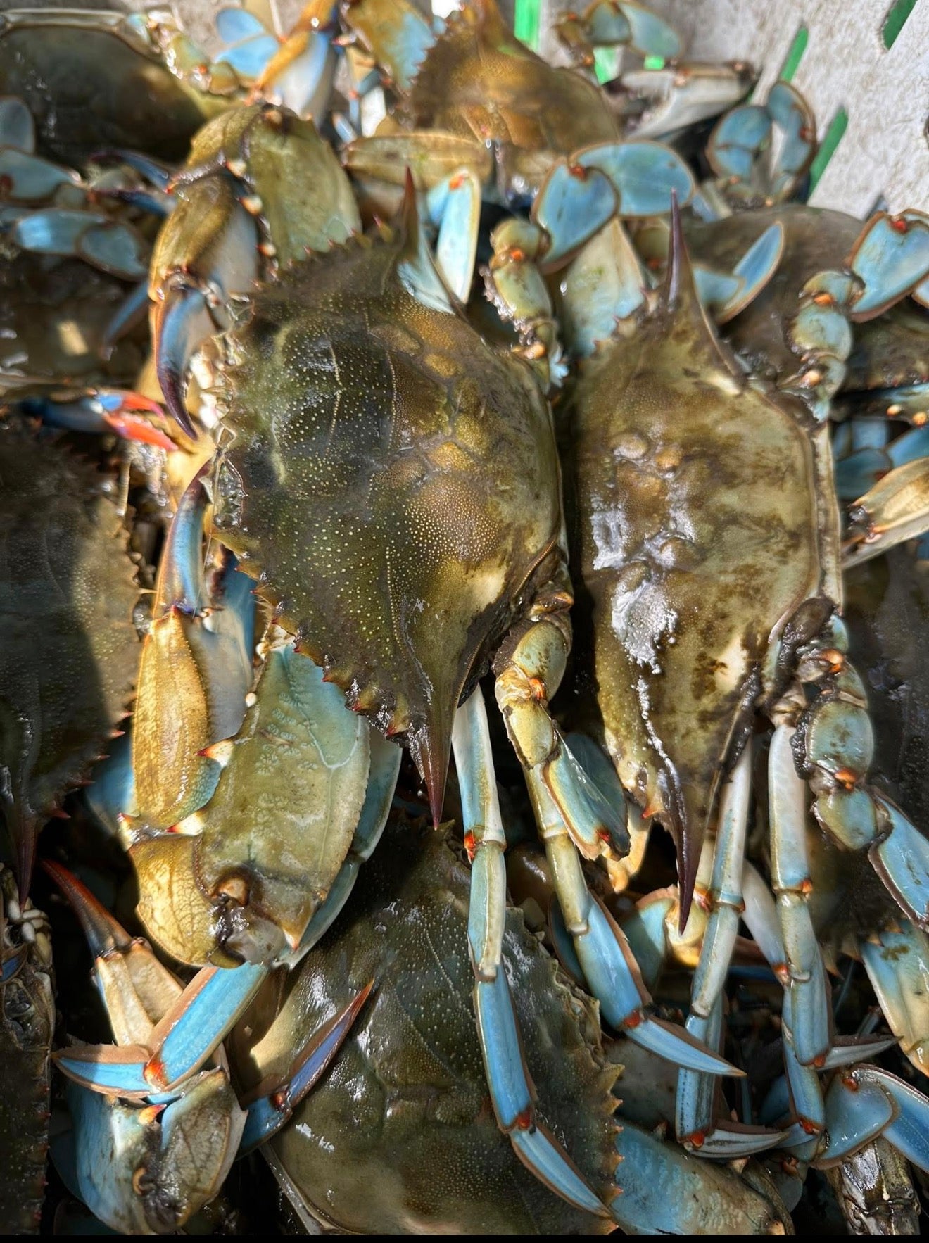 jumbo live blue crabs (dozen)