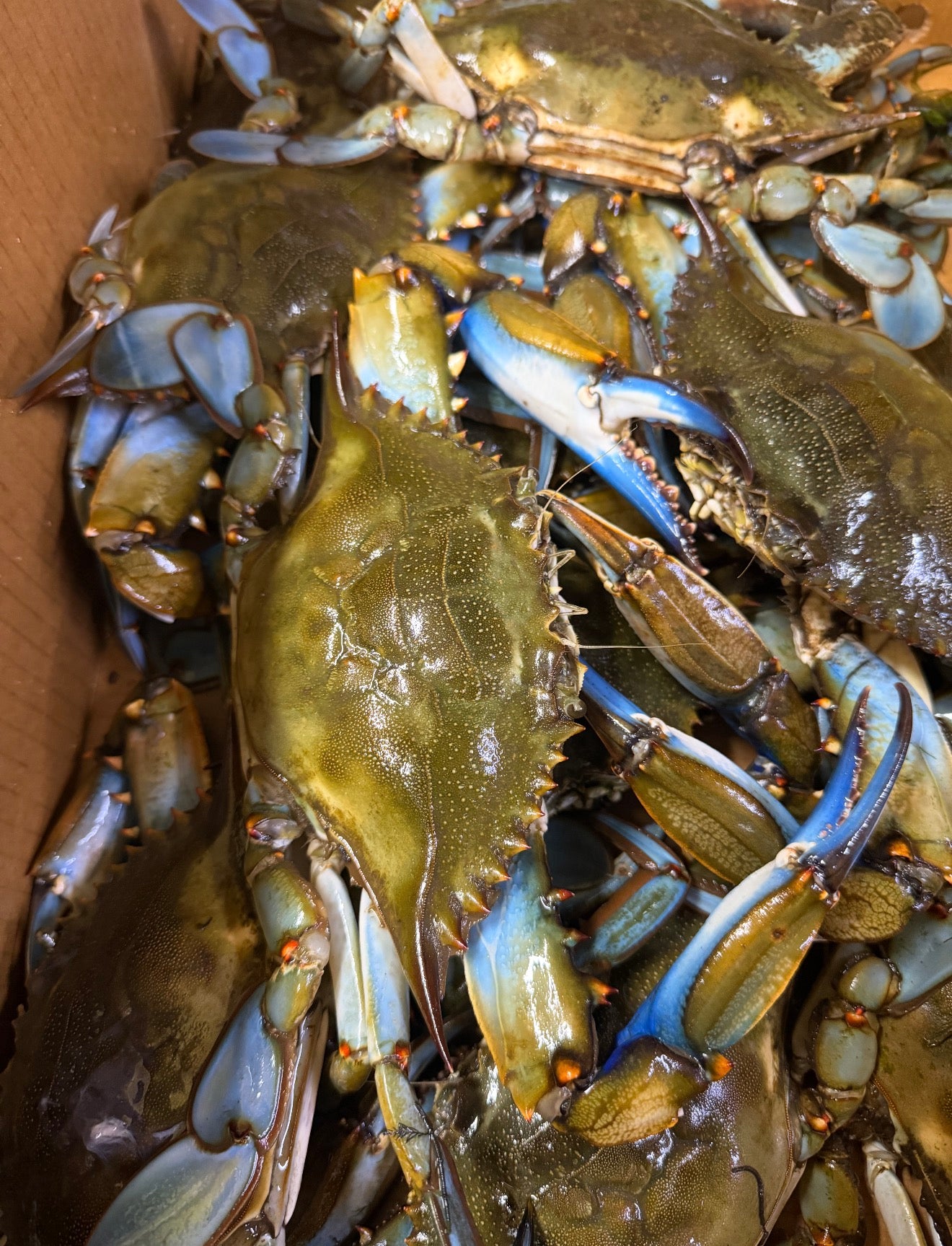 Large live blue crab(box)