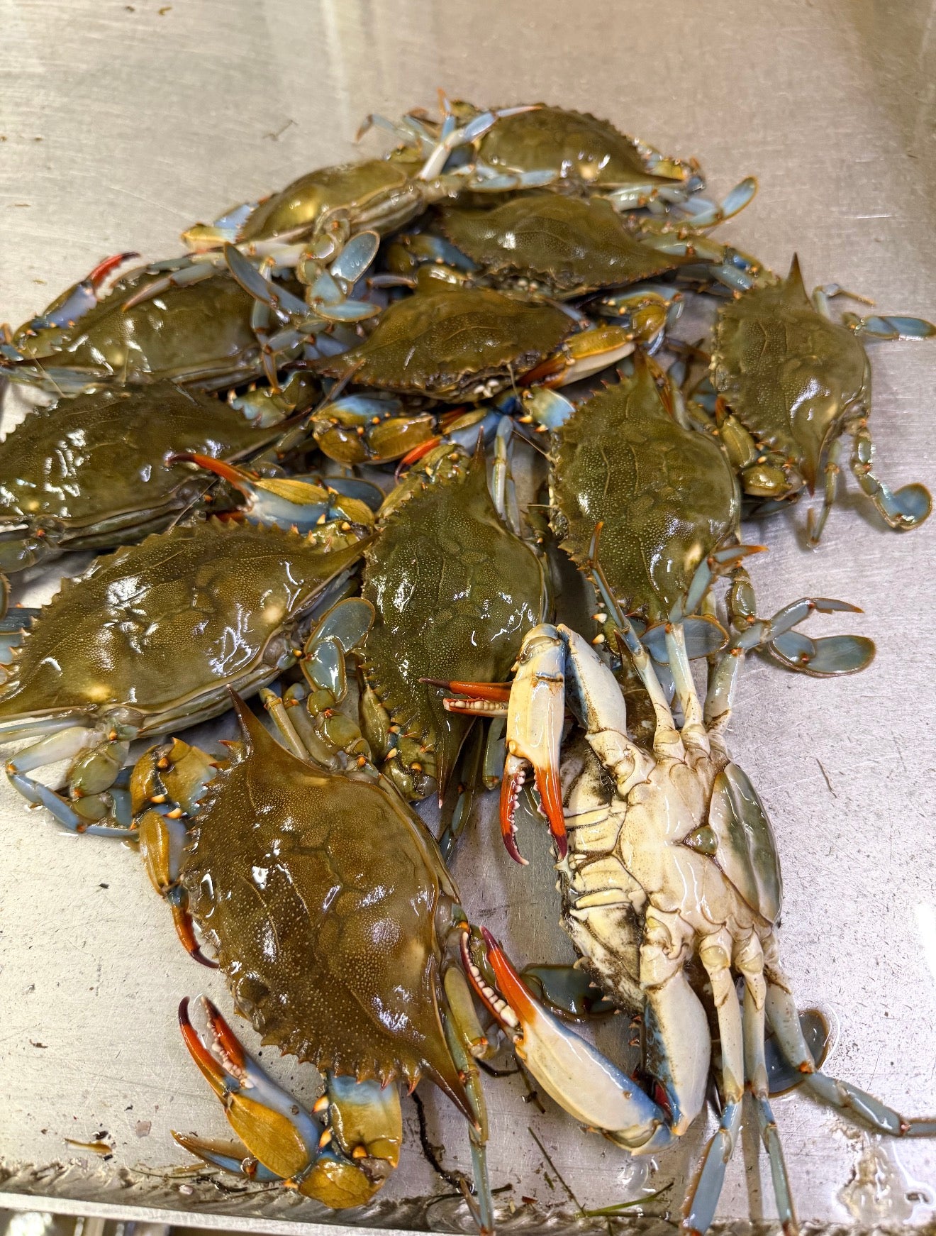 live female blue crab (box)