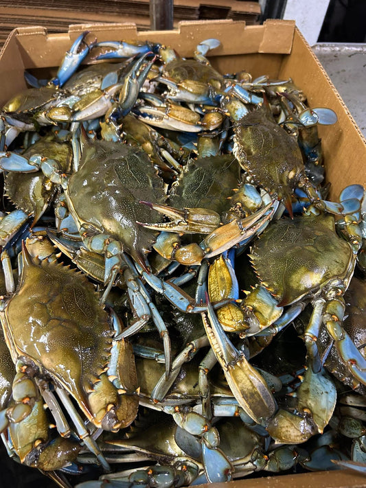 Large live blue crab(box)