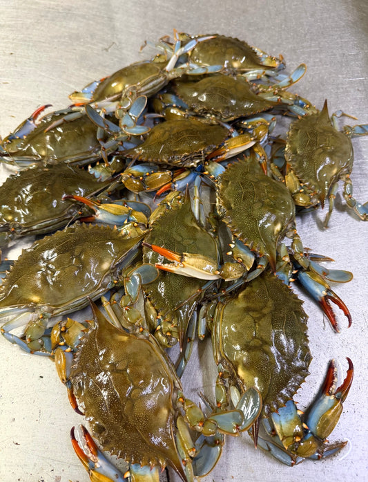 live female blue crab (box)
