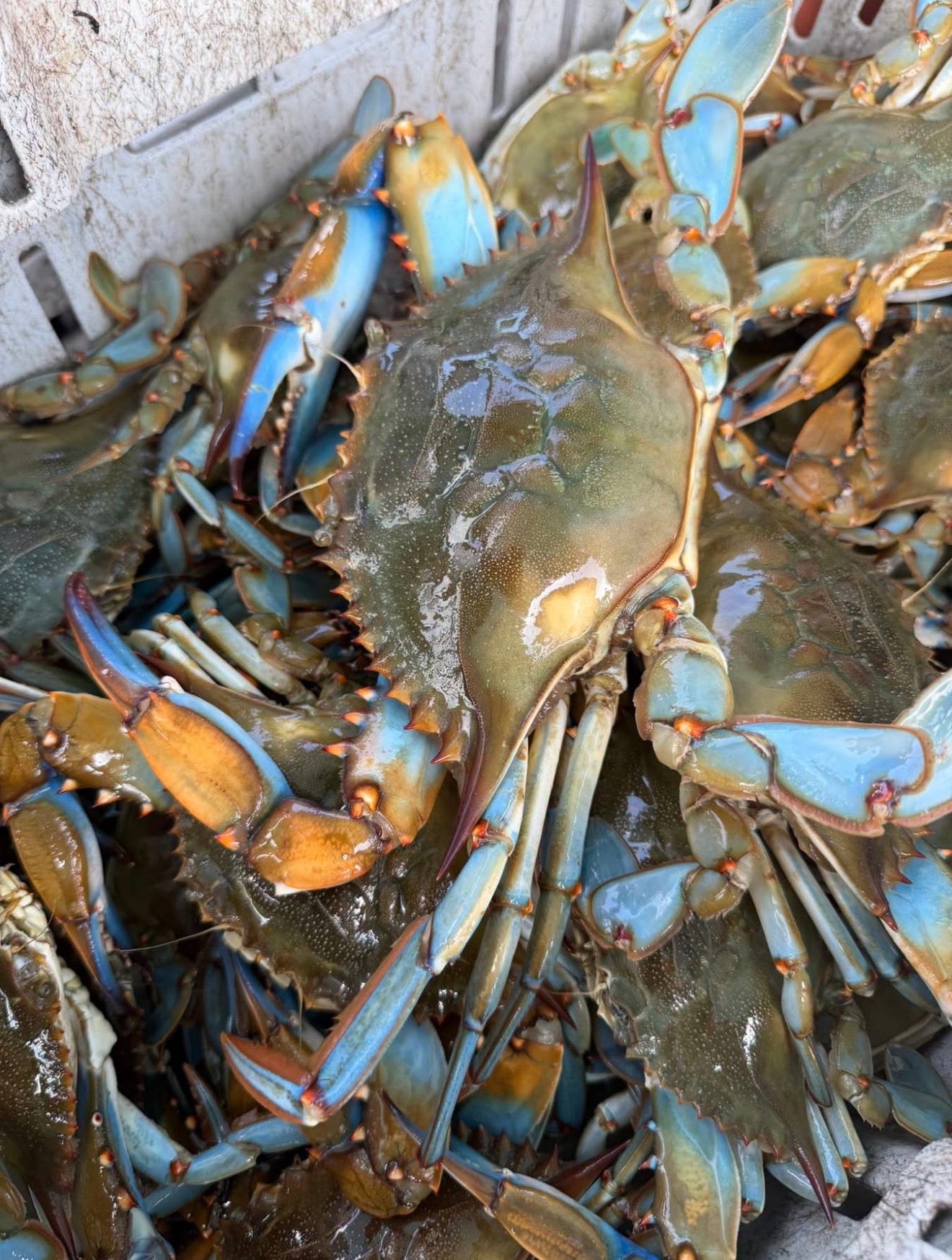 Platinum live blue crab(dozen)