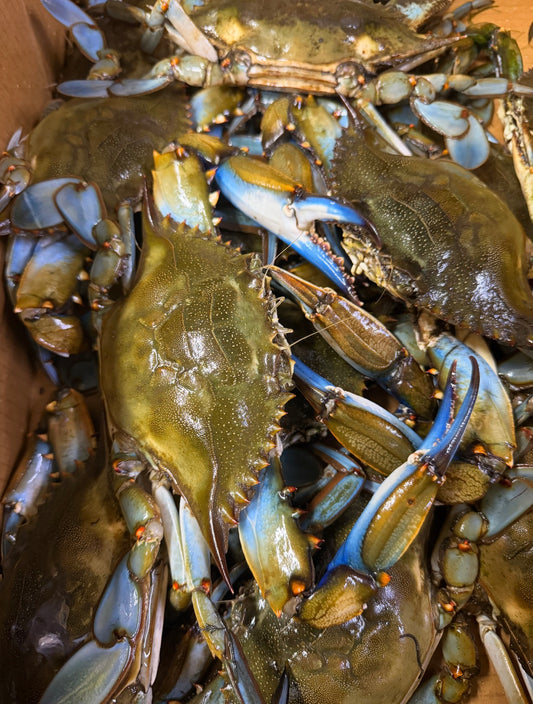JUMBO live blue crabs(box)
