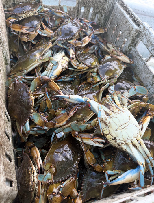 medium male blue crabs (box)